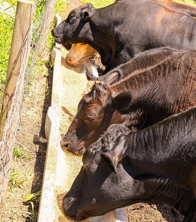 Coastal-Cattle-About