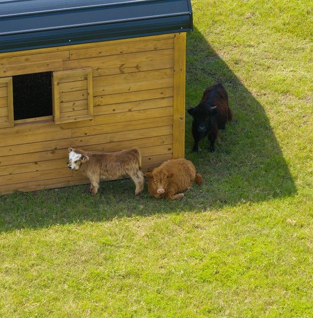 Coastal_Cattle_1 (7)